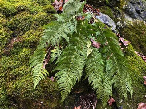 Forest Floor Plants | Trailside Museums and Zoo