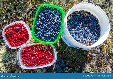 Alaskan wild berries stock photo. Image of leaf, fall - 65740740