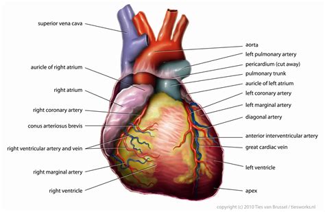 Heart Diagram - Diagram of Heart - Diagram of the Heart - Heart Diagrams - Diagrams of a Heart ...