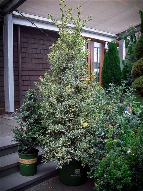 Buy Holly Trees | Holly Bushes & Trees For Sale | The Tree Center