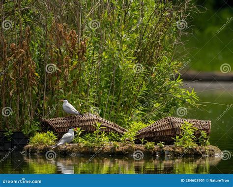 Common Tern at the Breeding Ground with the Young Stock Image - Image of gull, iceland: 284603901