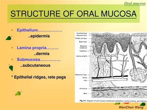 PPT - ORAL MUCOSA PowerPoint Presentation, free download - ID:482082