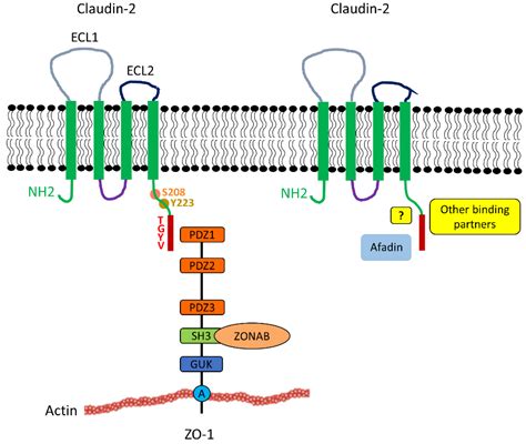 IJMS | Free Full-Text | Claudin-2: Roles beyond Permeability Functions