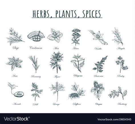 Herbs plants and spices Royalty Free Vector Image