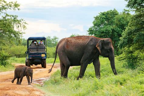 Udawalawe National ParkTourism (2024) - Sri Lanka > Top Places, Travel Guide | Holidify