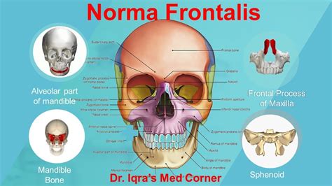 Anatomy of the skull: Norma Frontalis - YouTube