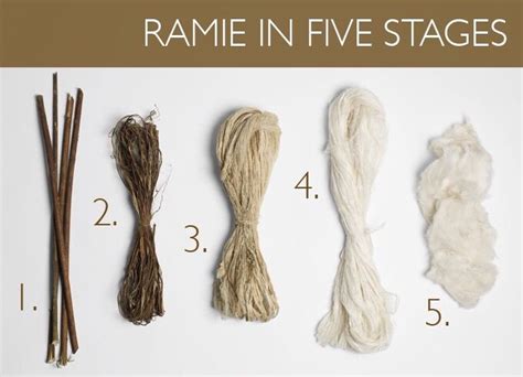 This is ramie. It is native to east Asia. Major exporters are China, Japan, Taiwan, Philippines ...