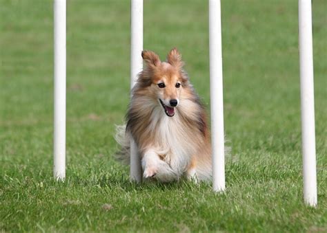 Shetland Sheepdog Training - Alles Over Collies