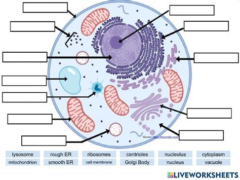 Cell Organelles Labeling worksheet | Live Worksheets - Worksheets Library