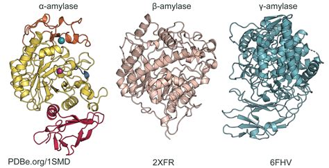 The wonders of salivary amylase | Protein Data Bank in Europe