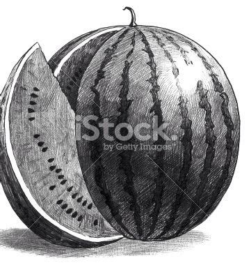 watermelon sliced in half on white background with clipping path to the top