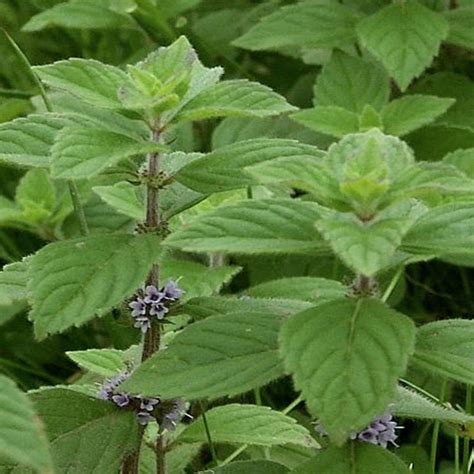 Field Mint (Corn Mint) Organic Essential Oil - Oshadhi Essential Oils