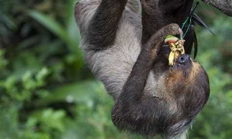 Do Sloths Eat Fruit? (Sweet Side of Sloth's Diet) - Animal Hype