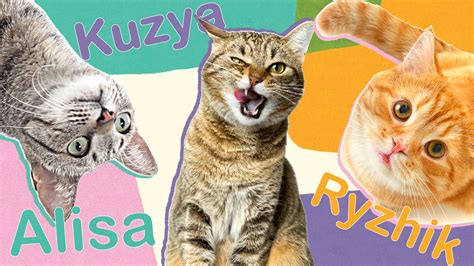 10 POPULAR Russian cat names! - Russia Beyond