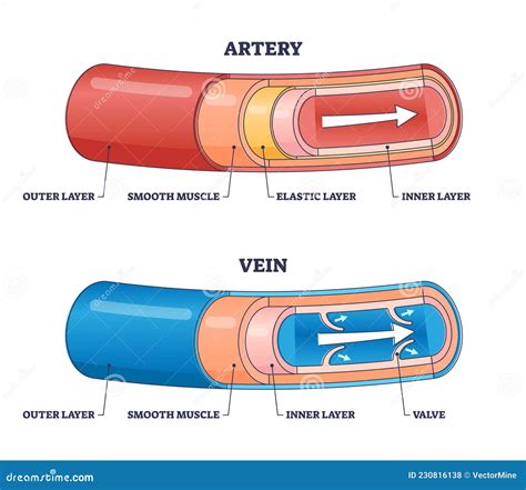 Artery Vs Vein Structure Compared with Anatomical Differences Outline Diagram Stock Vector ...