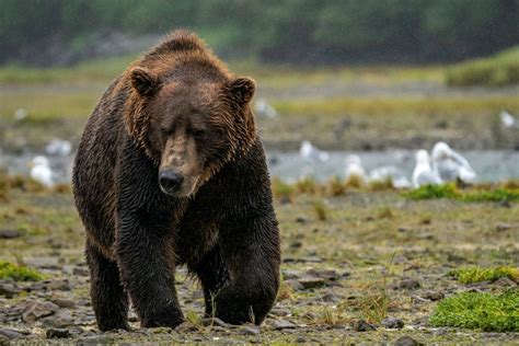 Brown Bear, Moose, Wolf, Caribou & Dall Sheep - Daily News