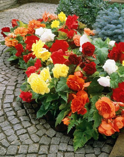 Cuidados com a planta Begonia x tuberhybrida ou Begonia tuberosa ...