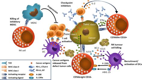 NK cells and other immune cells in the tumor microenvironment. NK cells... | Download Scientific ...