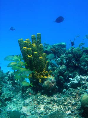 Coral Reefs in Jamaica | USA Today