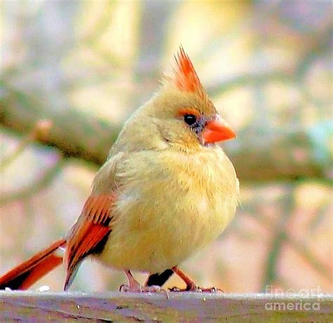 Baby Female Cardinal Photograph by Janette Boyd - Pixels