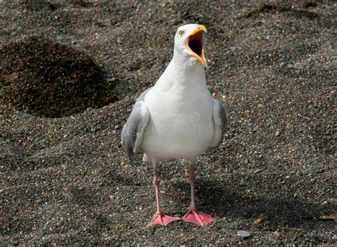 Screaming Seagull stock photo. Image of feelings, annoyed - 254870