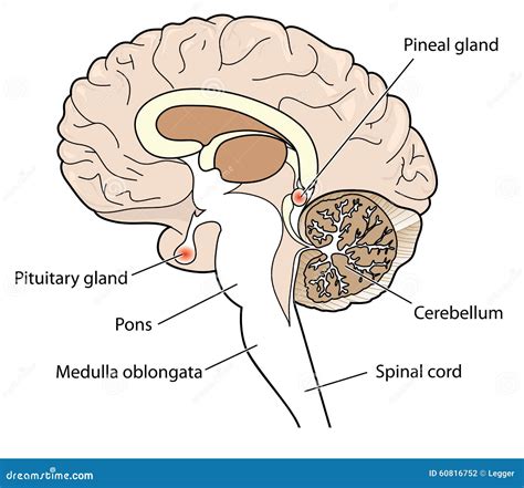 Corte Transversal Del Cerebro Ilustración del Vector - Imagen: 60816752