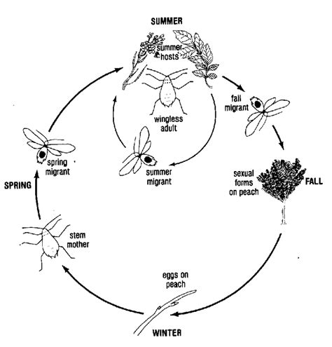 Life Cycle Of An Aphid