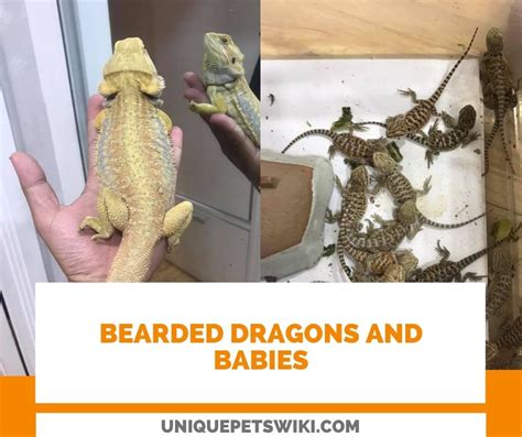 Bearded dragon breeding: Breed Bearded Dragons in 16 Steps