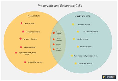 Diagram Of Prokaryotic And Eukaryotic Cell