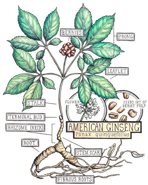 American Ginseng Cultivation & Growing Guide. - United Plant Savers