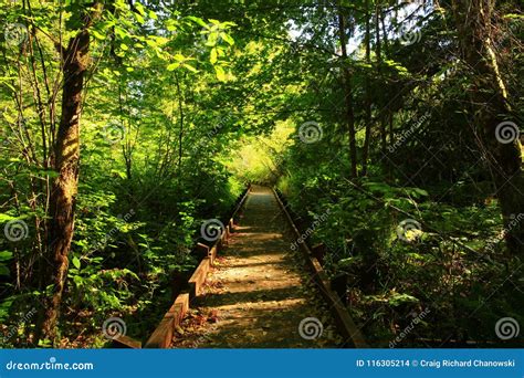 Pacific Northwest Forest Hiking Trail Stock Photo - Image of ground, destination: 116305214