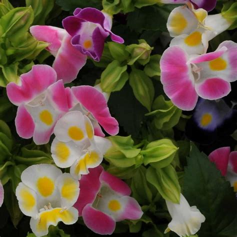 Torenia Flower Garden Seeds - Kauai Mix - 100 Seeds - Annual Flower ...