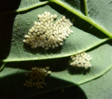 Aphid Management Made Easy: How to Protect Your Garden - Garden Savvy