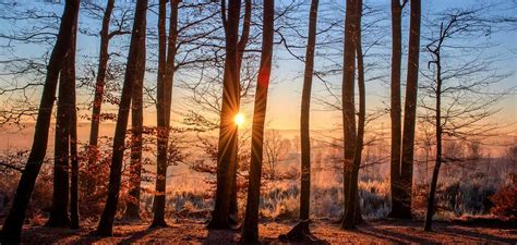 The Most Amazing Forests Found All Over The World