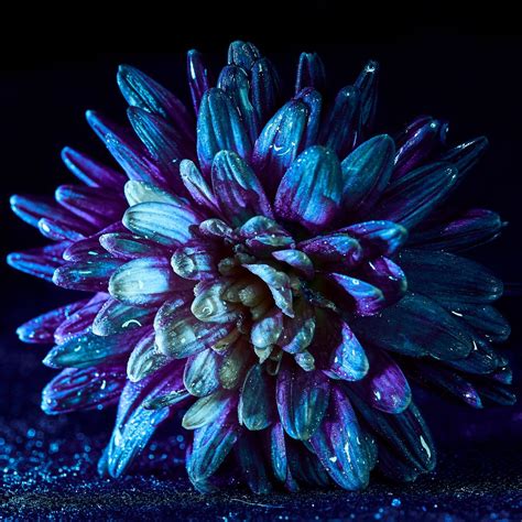 Glow in the dark Chrysanthemum and water droplets by nomadic frame on ...