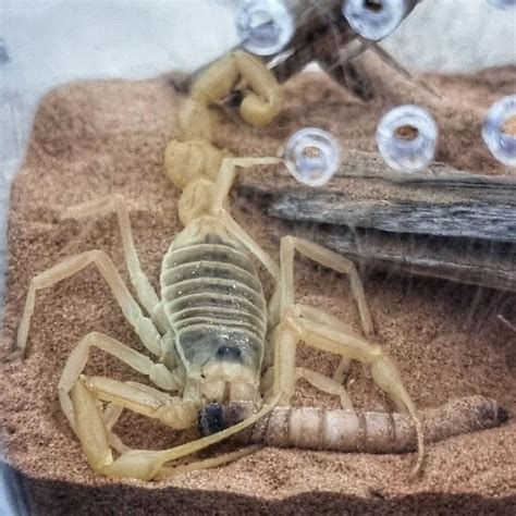 Worlds Deadliest: Deathstalker Scorpion Facts