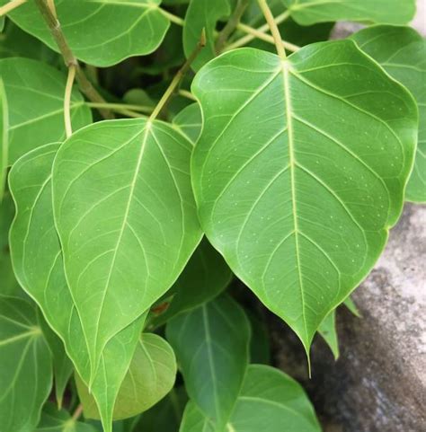 Images Of Banyan Tree Leaves