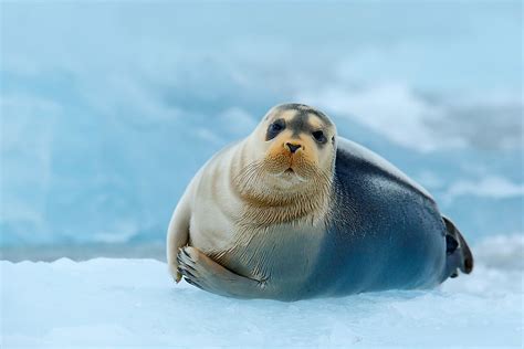 The Different Types of Seals - WorldAtlas.com