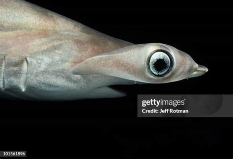 26 Hammerhead Shark Eyes Stock Photos, High-Res Pictures, and Images - Getty Images