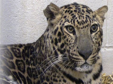 Ohio Officials Say Wild Animals Will Not Be Given To Owner's Widow : The Two-Way : NPR