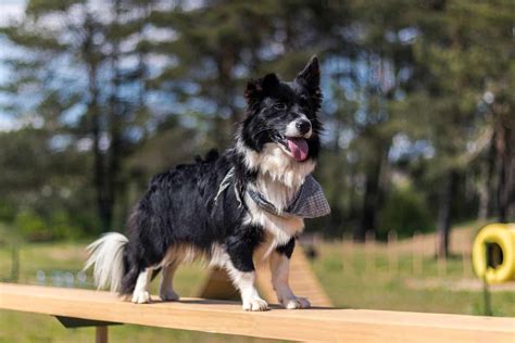 Corgi Border Collie Mix: World, Meet The Borgi