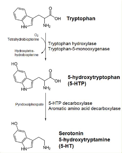 Biosynthesis of serotonin (5-HT). Tryptophan is converted into... | Download Scientific Diagram