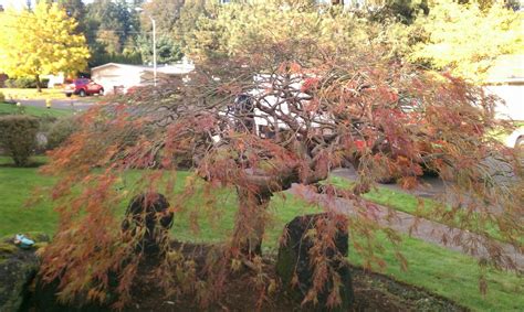 How to Prune a Japanese Maple Tree - Japanese Maple Tree Pruning ...