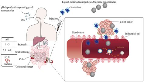 Molecules | Free Full-Text | Nano-Drug Delivery Systems Based on Different Targeting Mechanisms ...