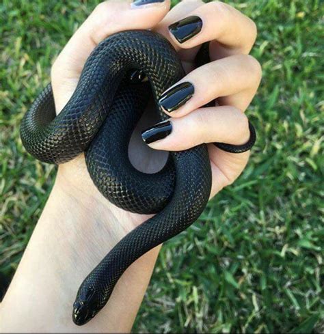 Pin by paperclipsnferrets on Fotografias | Pet snake, Cute reptiles, Snake