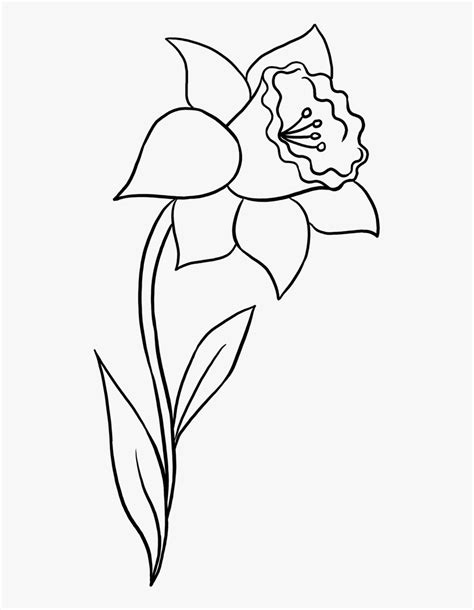 Simple Daffodil Flower Outline