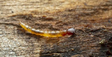 Rove Beetle Larva, Staphylinidae on Wood Stock Image - Image of ...