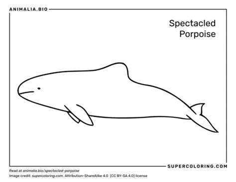 Spectacled Porpoise - Facts, Diet, Habitat & Pictures on Animalia.bio