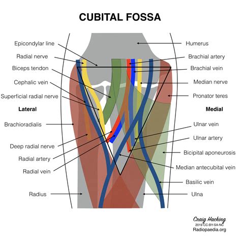 Radiopaedia - Drawing Contents of superficial cubital fossa - English labels | AnatomyTOOL