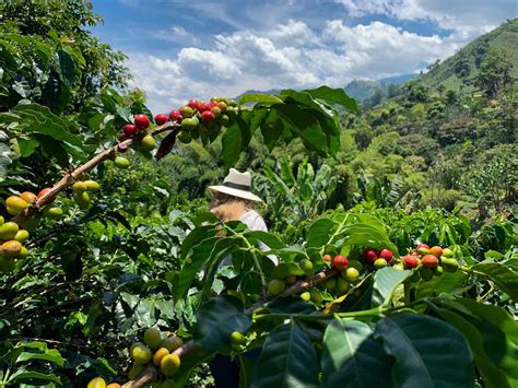 Bean by Bean: a Journey into Colombia's Coffee Region